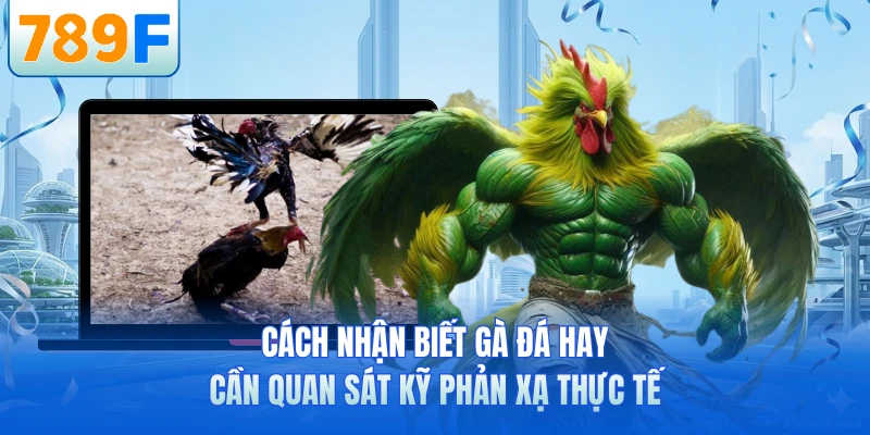 Cách Nhận Biết Gà Đá Hay - Bí Quyết Chọn Chiến Kê Mạnh